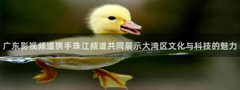 72体育直播吧：广东影视频道携手珠江频道共同展示大湾区文化与科技的魅力